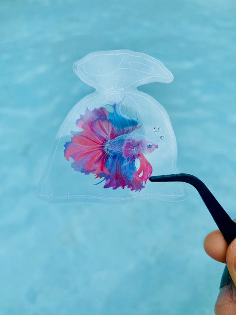 Small Beta in fish bag clear vinyl sticker- Waterproof & UV protected